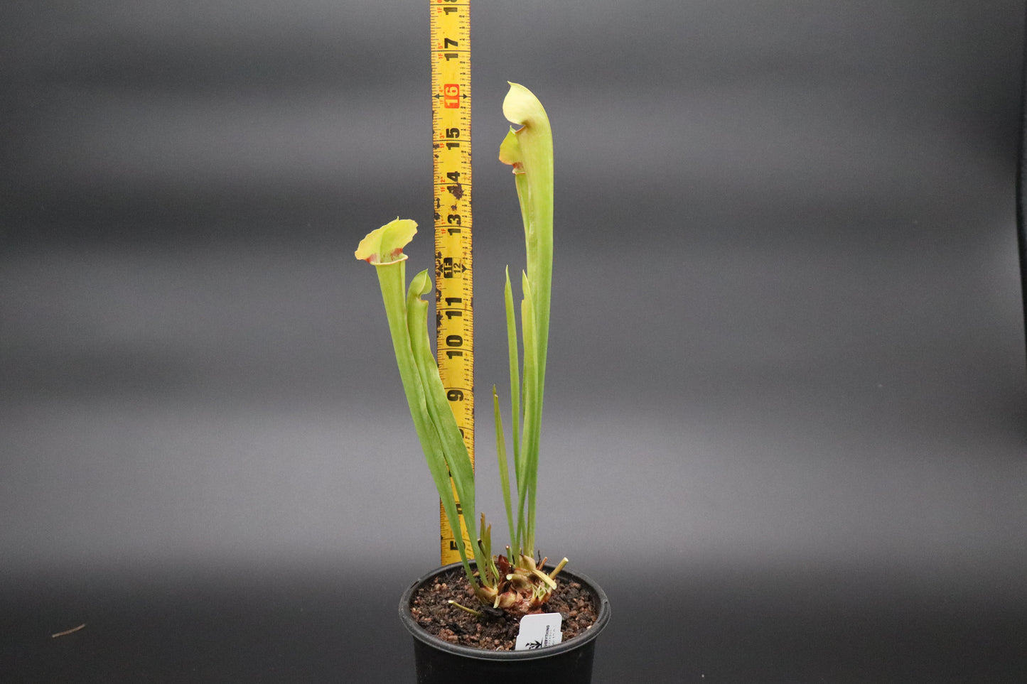 Sarracenia - "Bunsen Burner" (Ultra Rare)