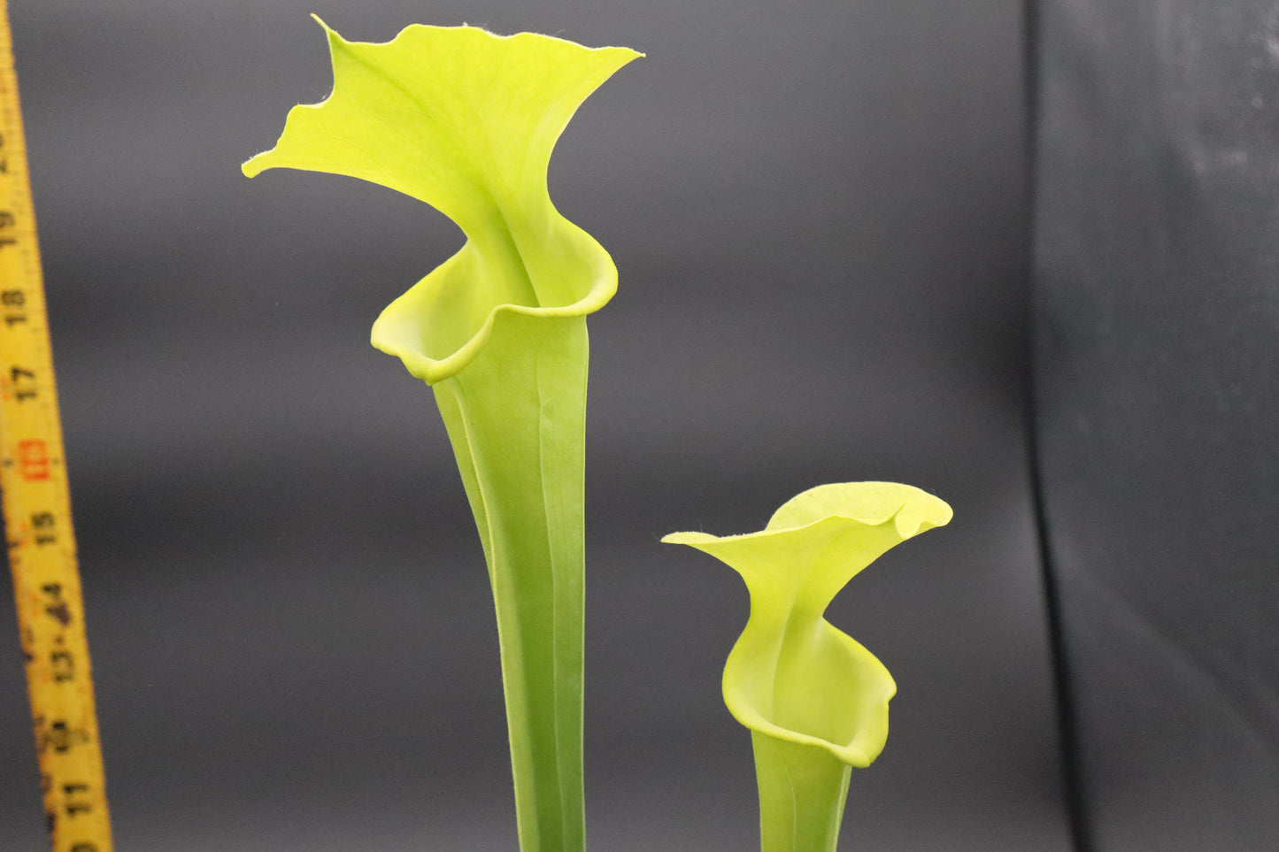 Sarracenia - Flava Anthocyanin Free (Liberty County, FL)