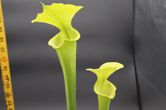 Sarracenia - Flava Anthocyanin Free (Liberty County, FL)