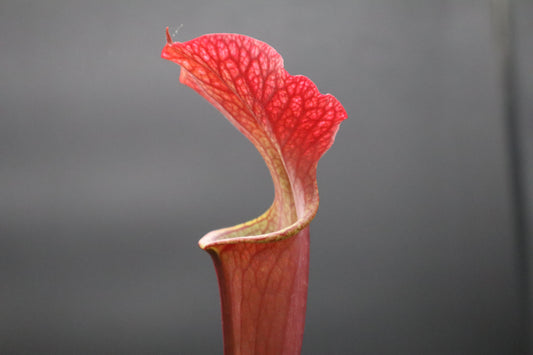 Sarracenia - Brooks Unknown (H55)
