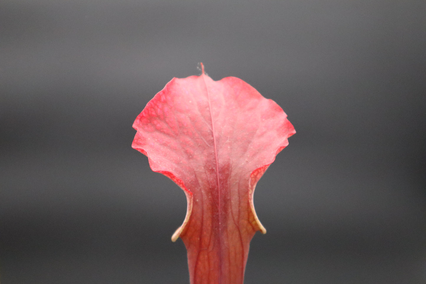 Sarracenia - Brooks Unknown (H55)