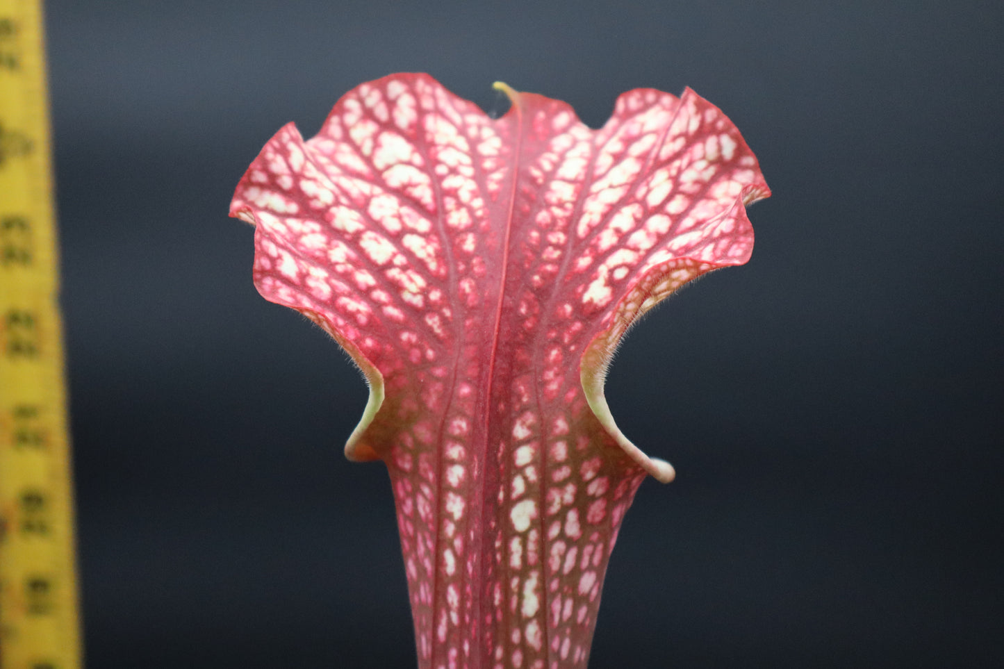 Sarracenia - 'Dragon Queen'