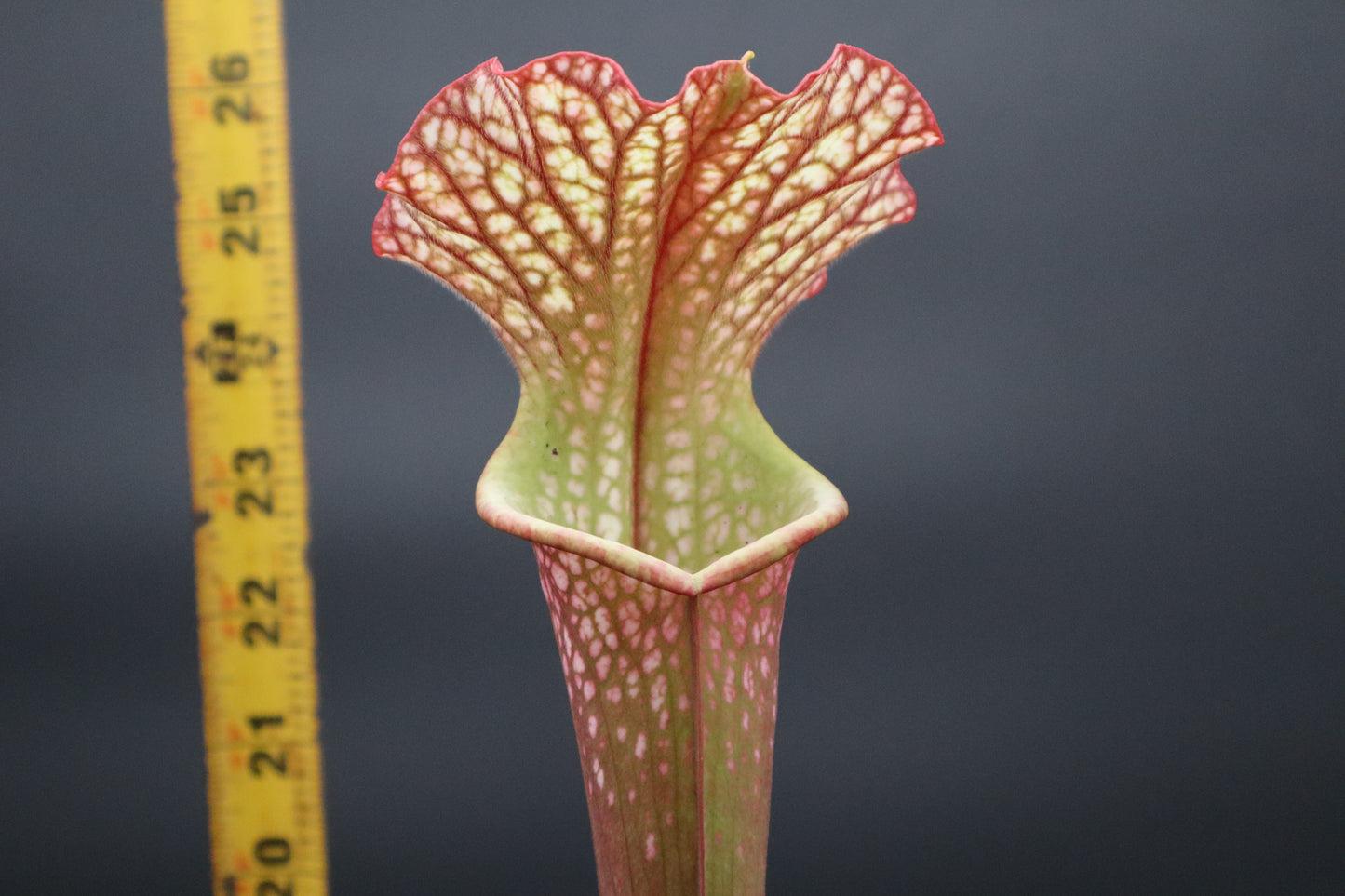 Sarracenia - 'Dragon Queen'