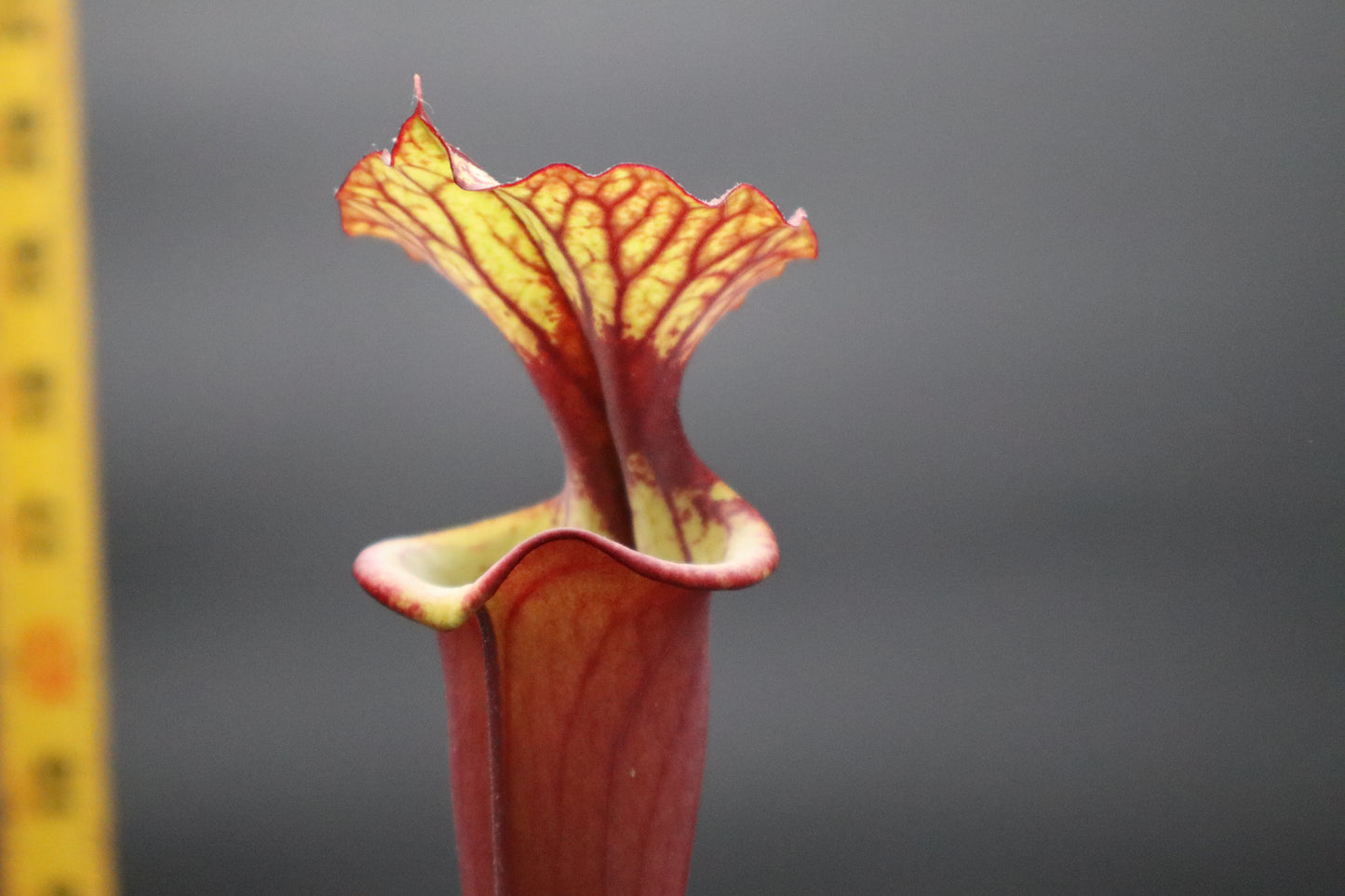 Sarracenia - "Krimzn Tide"