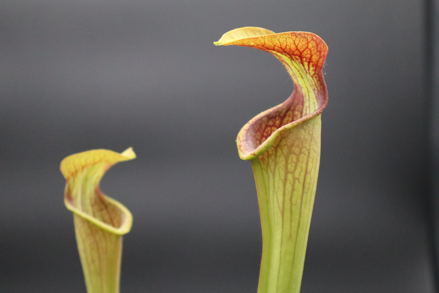 Sarracenia - Alata var Rubrioperculata (Perry County, MS)