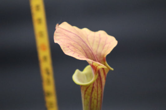 Sarracenia - Flava "Bronze"