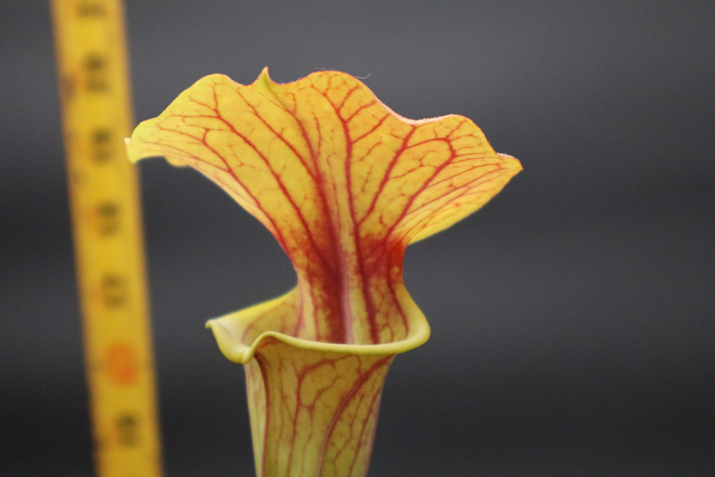 Sarracenia - Flava "Bronze"