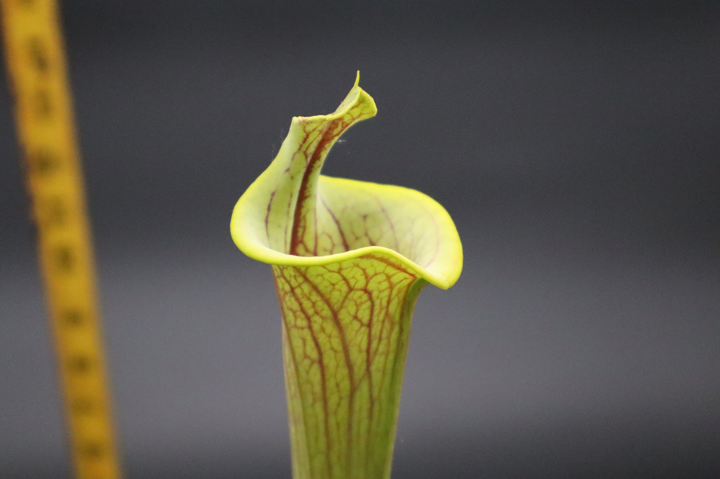 Sarracenia - Flava var Ornata Lidless