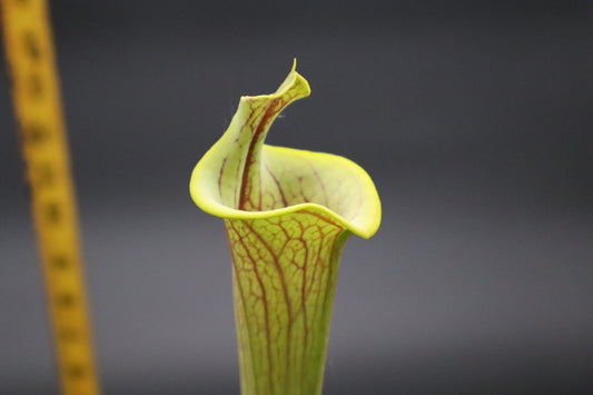 Sarracenia - Flava var Ornata Lidless