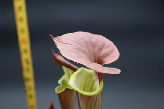 Sarracenia - Flava var Cuprea "Copper Body"