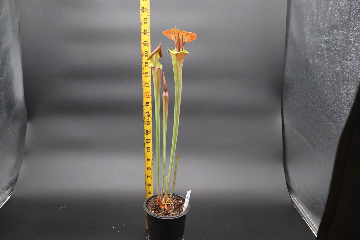 Sarracenia - Flava var Cuprea "Copper Body"