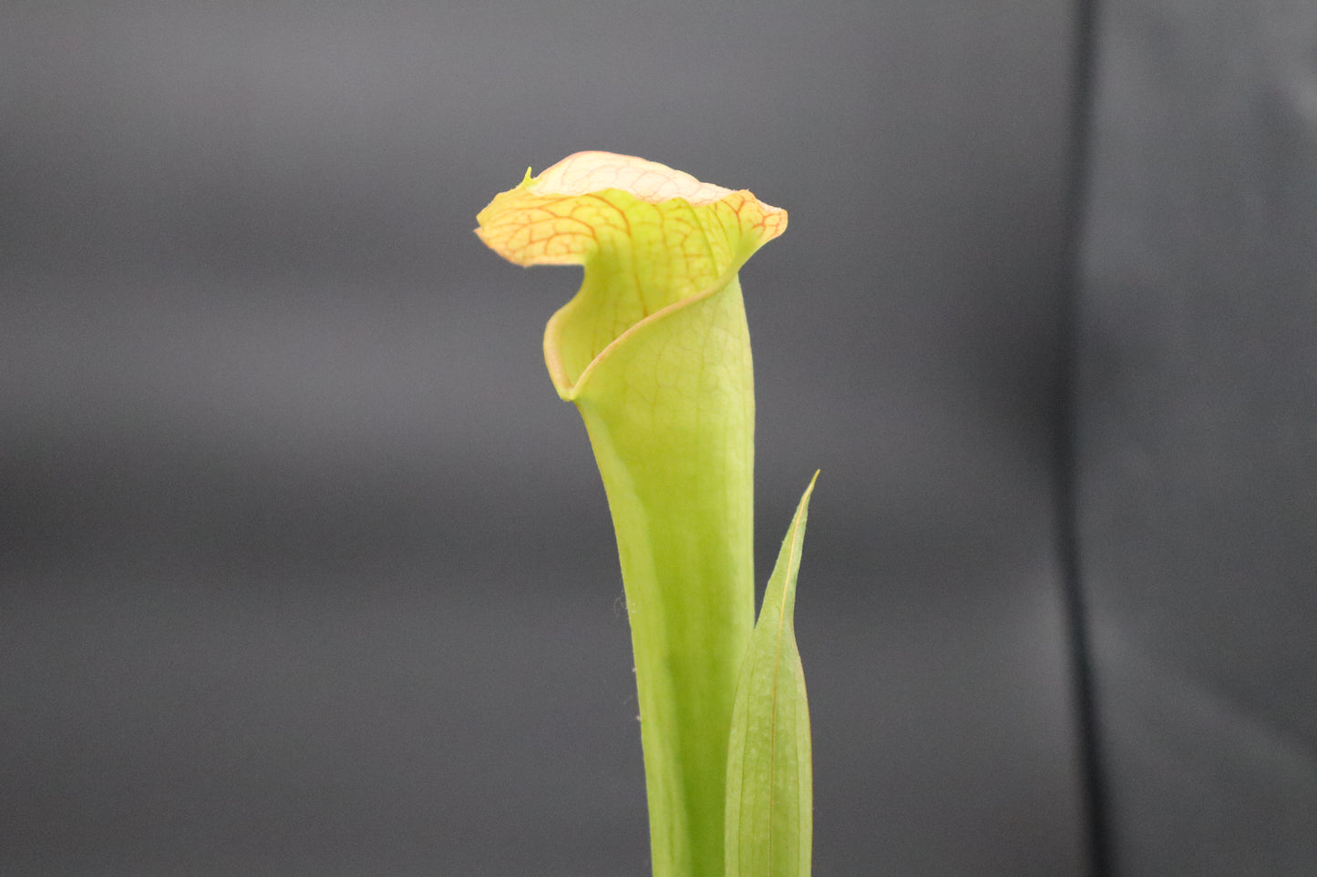 Sarracenia - 'Deep Throat'