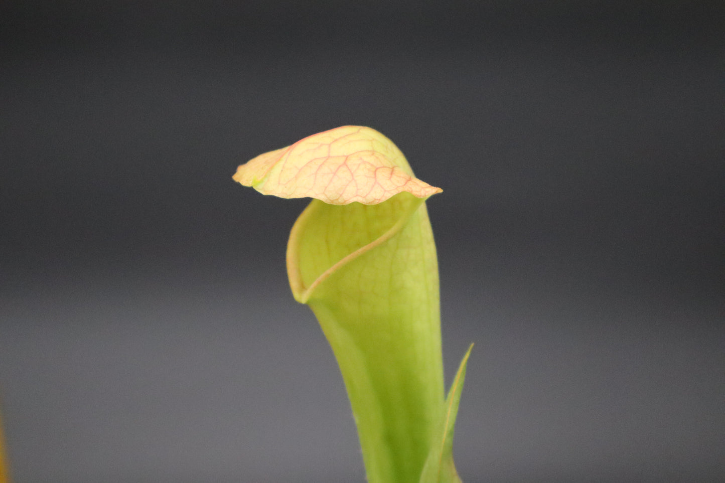Sarracenia - 'Deep Throat'