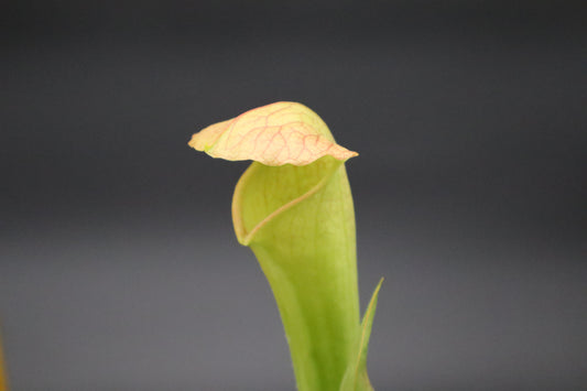 Sarracenia - 'Deep Throat'