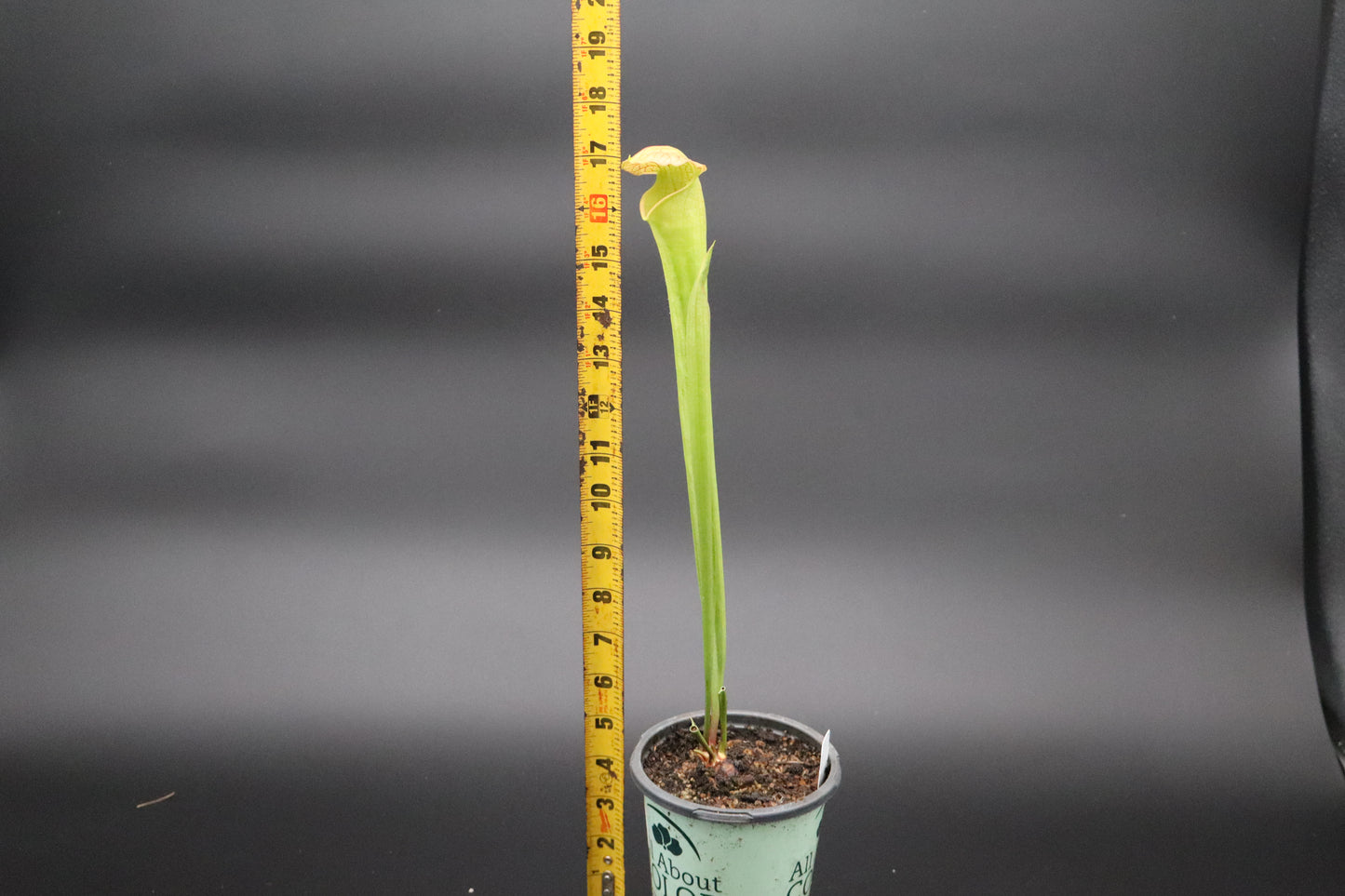 Sarracenia - 'Deep Throat'