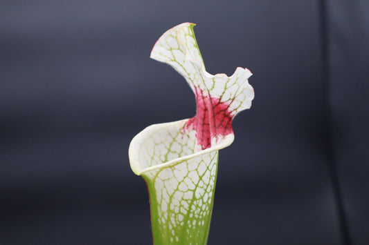 Sarracenia - Complex Hybrid