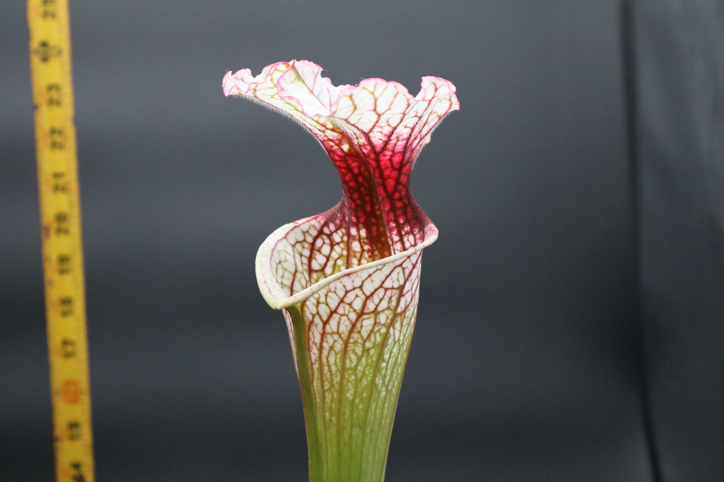 Sarracenia - 'Drew McClain'