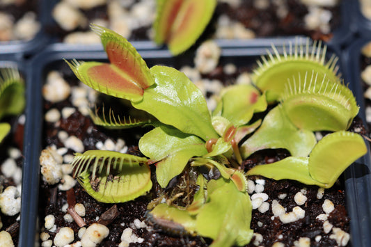 Dionaea - Towering Giant