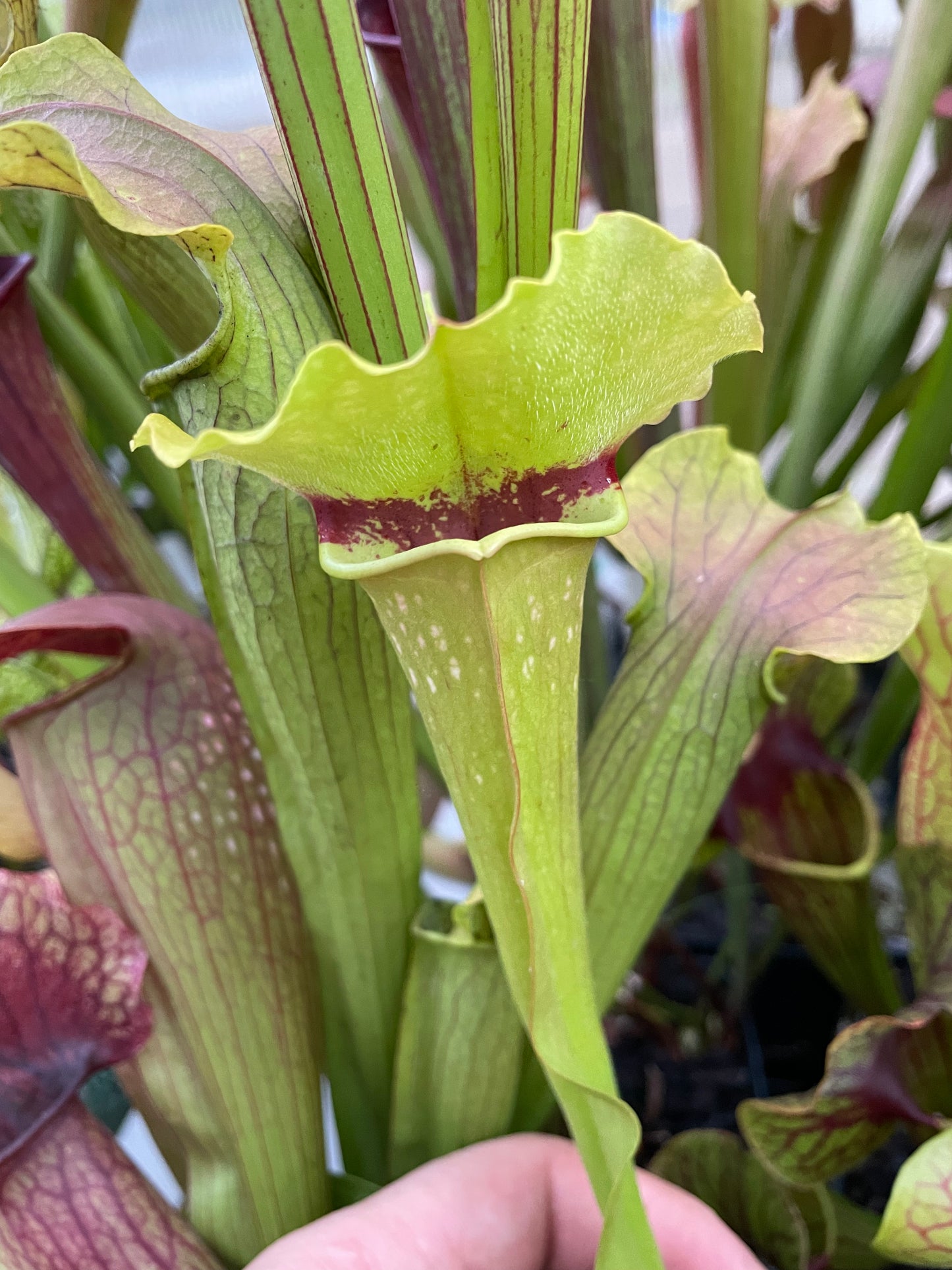 Sarracenia - "Bunsen Burner" (Ultra Rare)