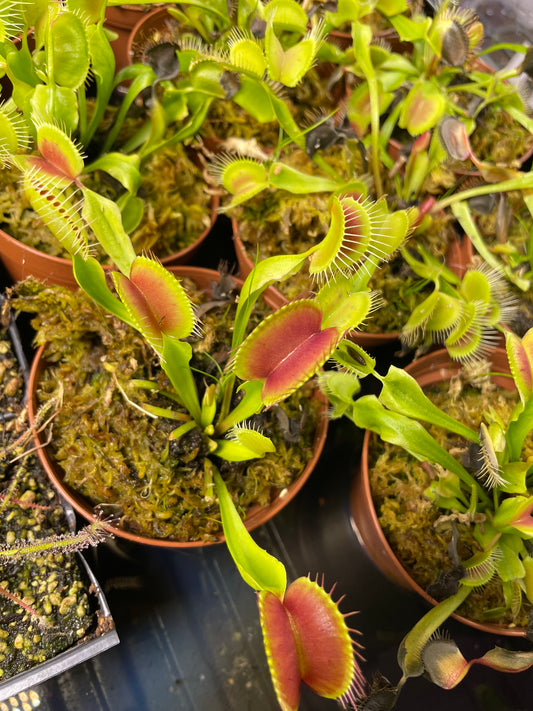 Venus Fly Trap "Typical"