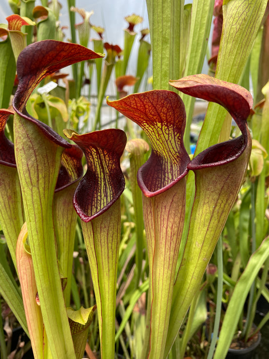 Sarracenia - Alata var Rubrioperculata (Perry County, MS)