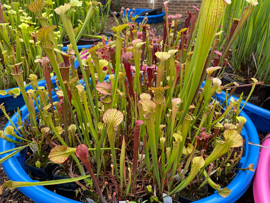 Labeled Hybrids