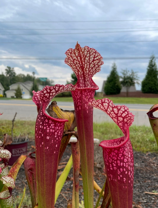 Sarracenia - Johnny Wilkerson