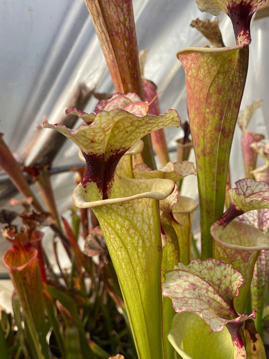 Sarracenia - ‘Legacy’