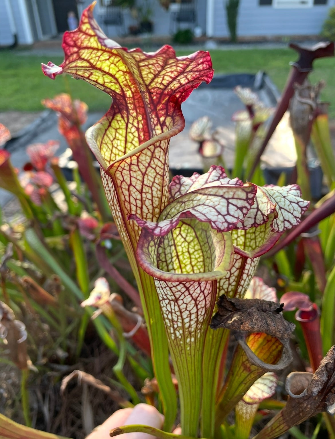 Sarracenia - Lynda Butt