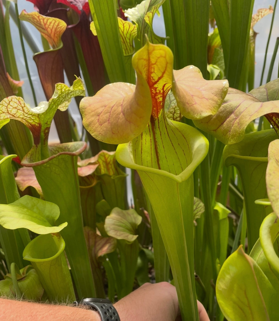 Sarracenia - Megaladon