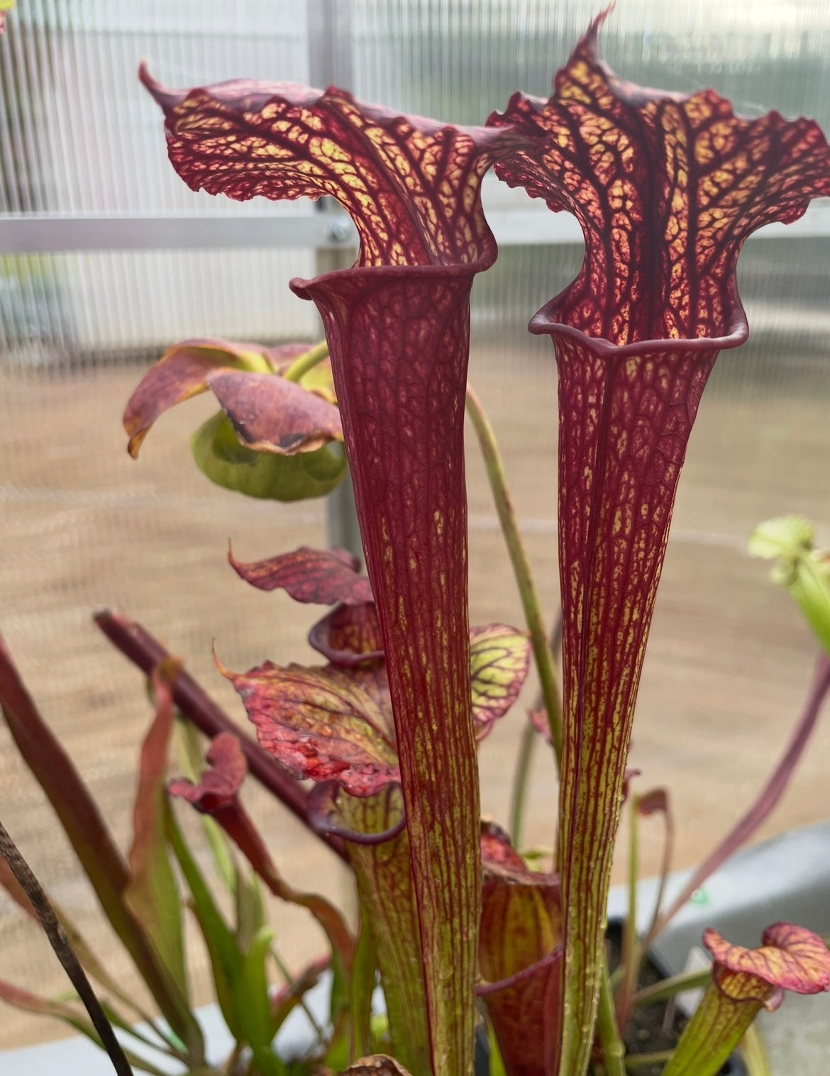Sarracenia - “Mesa Exotics”