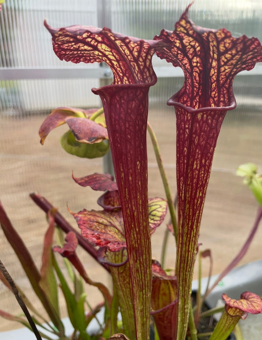 Sarracenia - “Mesa Exotics”