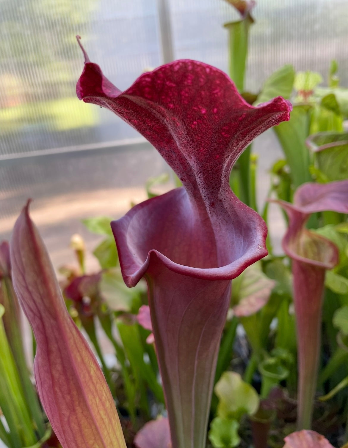 Sarracenia - “Metalized”
