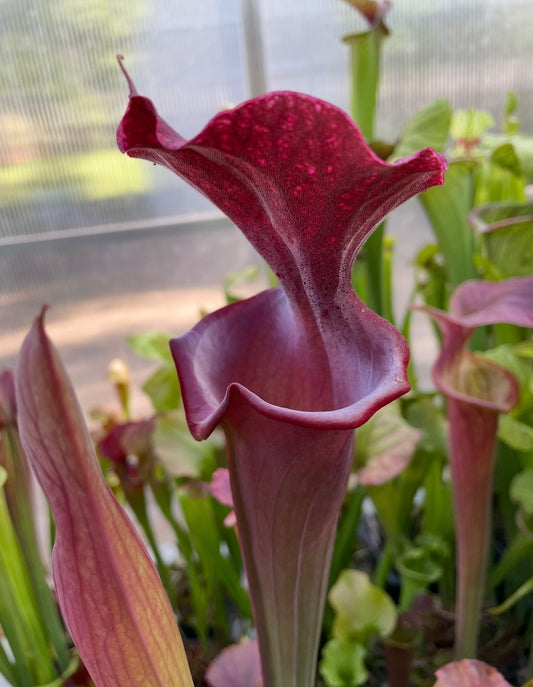 Sarracenia - “Metalized”