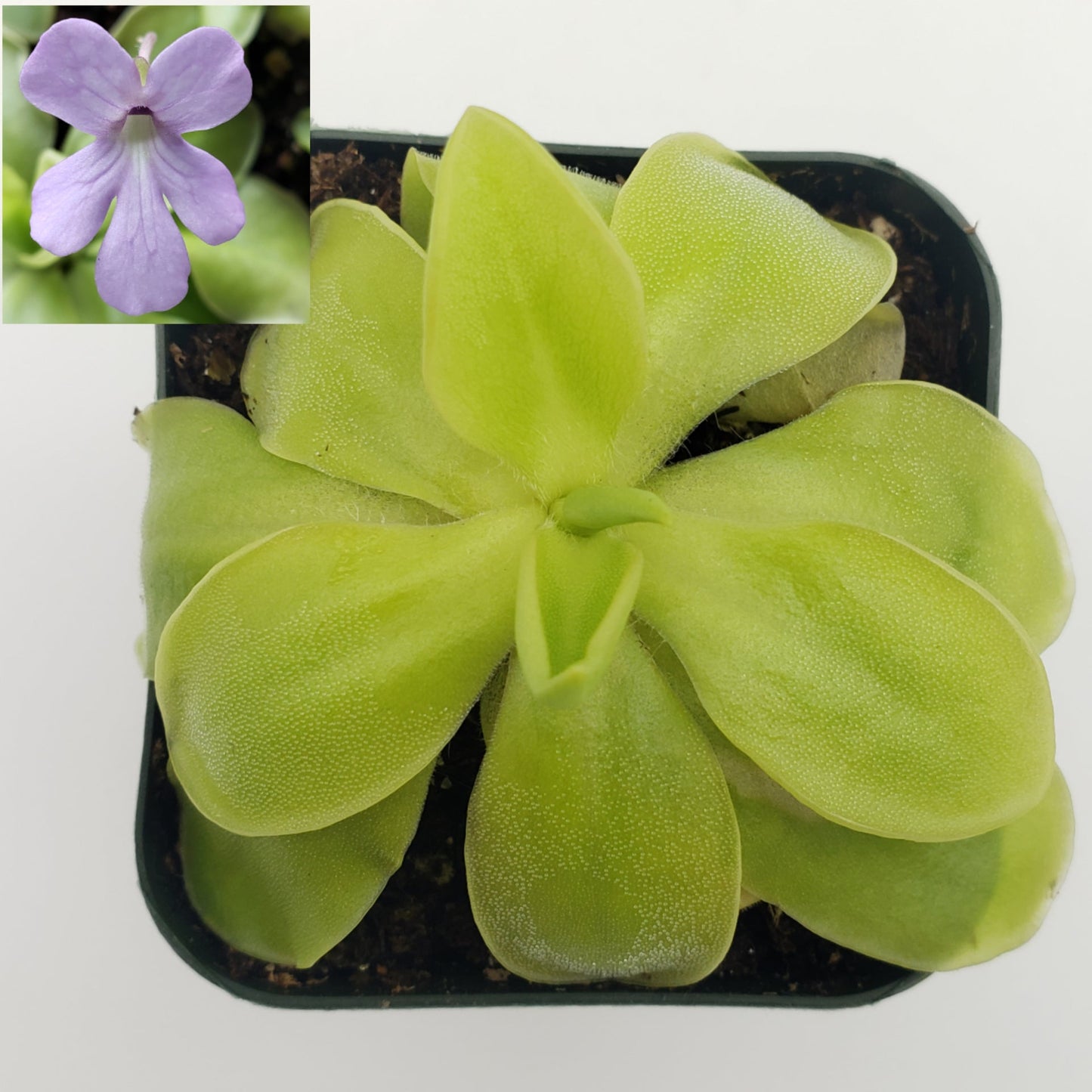 Pinguicula moranensis var. alba x elizabethiae