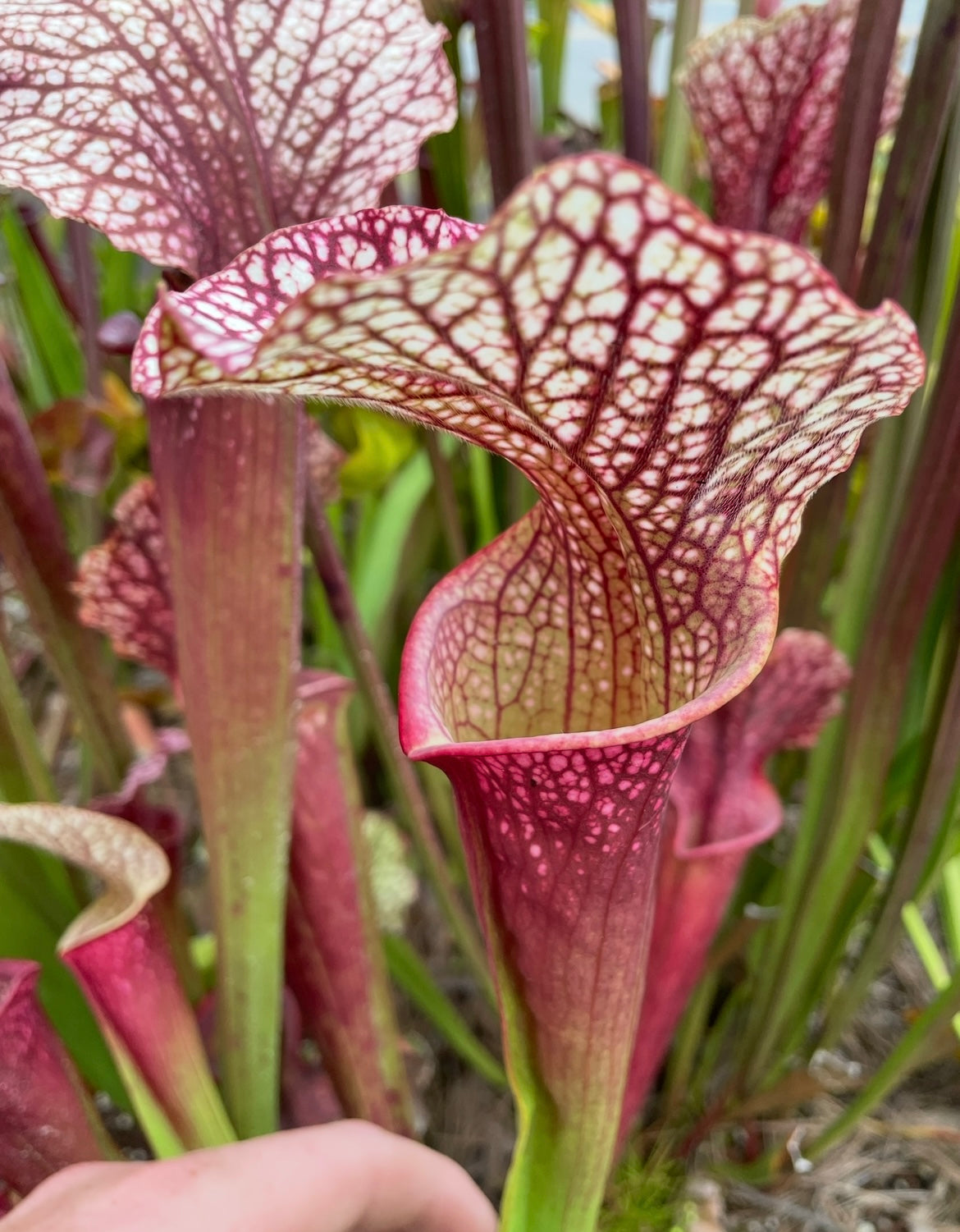 Sarracenia - “Patriot”