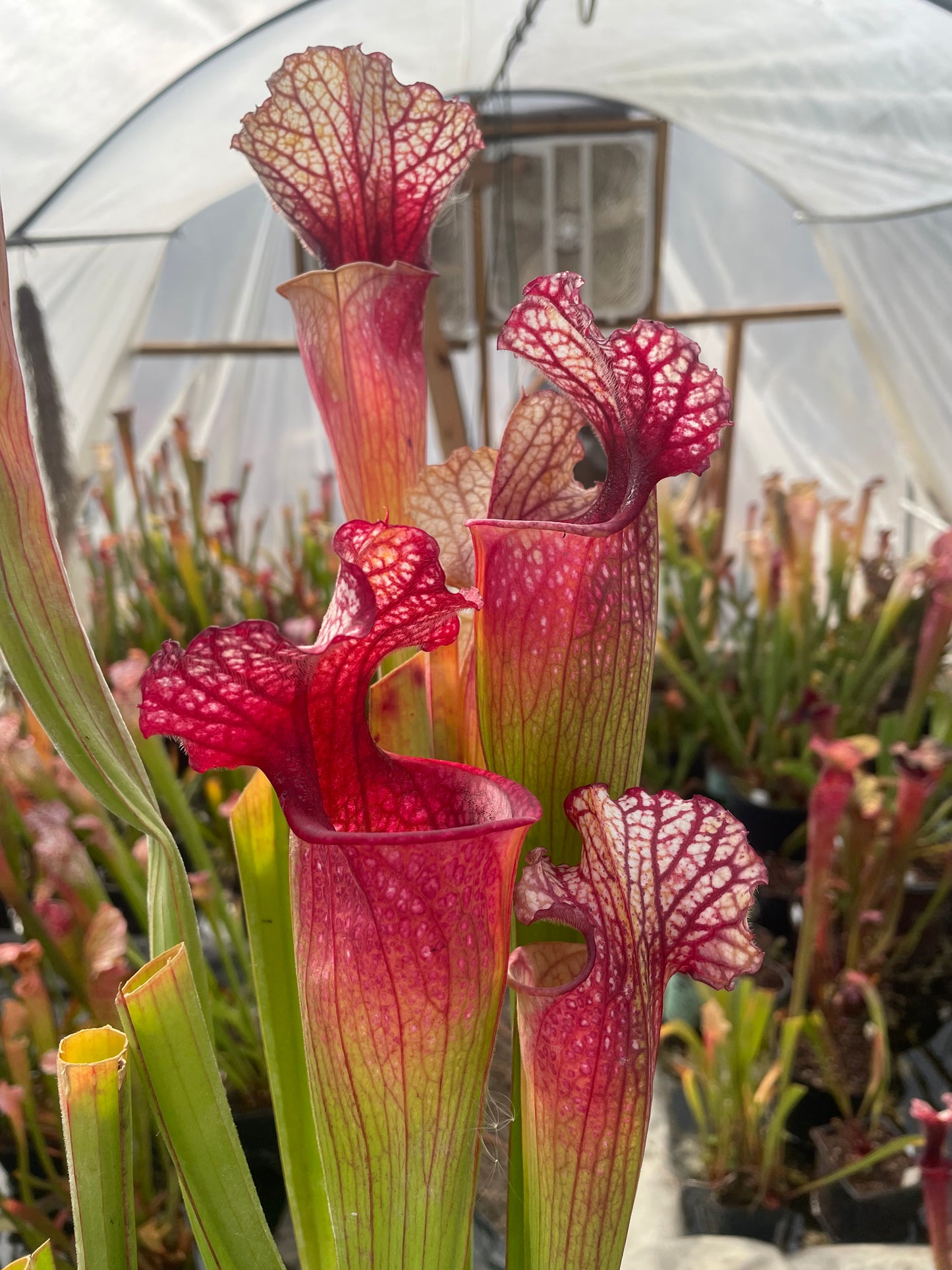 Sarracenia - Drew McClain