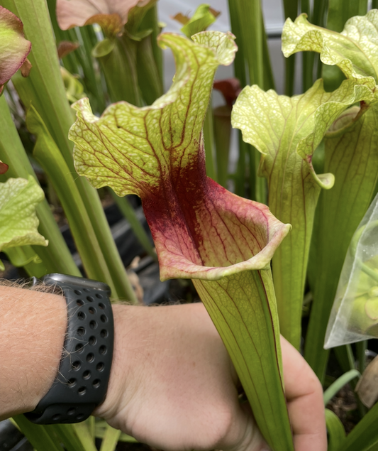 Sarracenia - Reptilian Rose x Timothy King