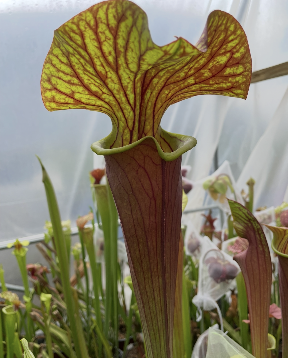 Sarracenia - Alata Black x Flava Red