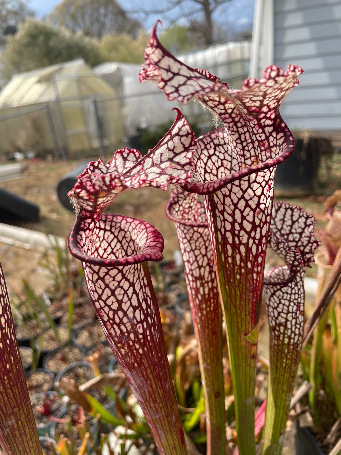Sarracenia - Leucophylla "Red" F1