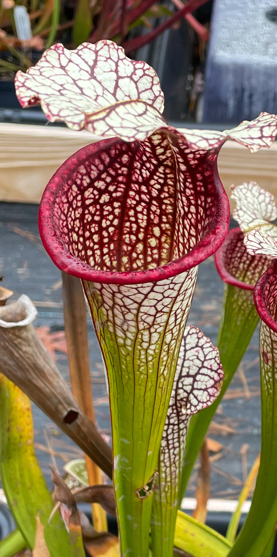 Sarracenia - "Super Marei" 2GP Large!