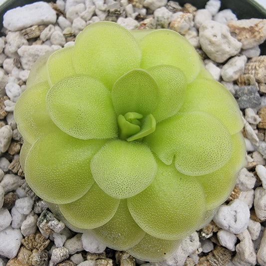Pinguicula "ANPA A" x cyclosecta