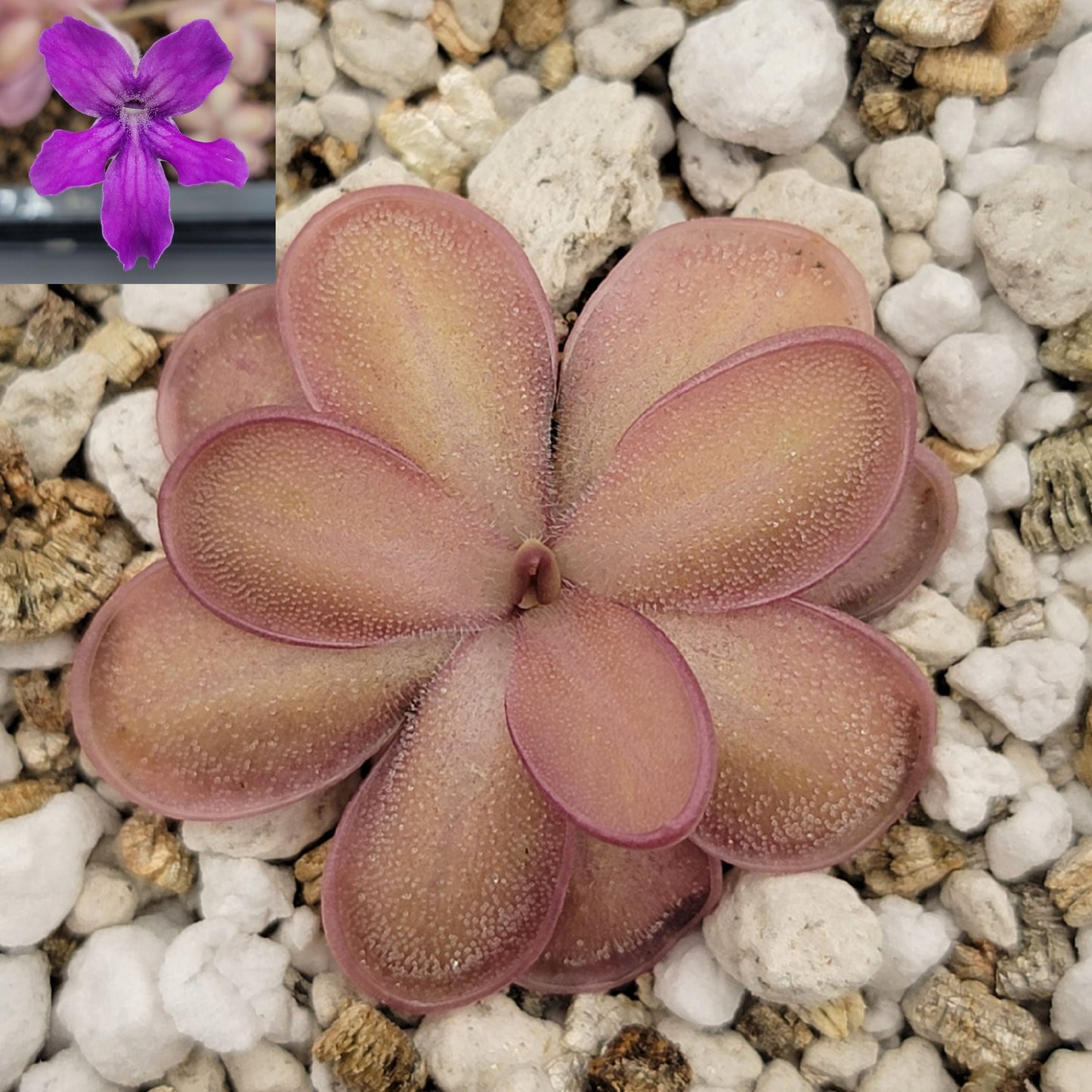 Pinguicula "ANPA A" x laueana