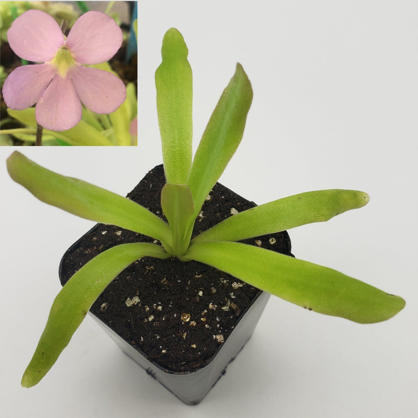 Pinguicula 'Aphrodite'