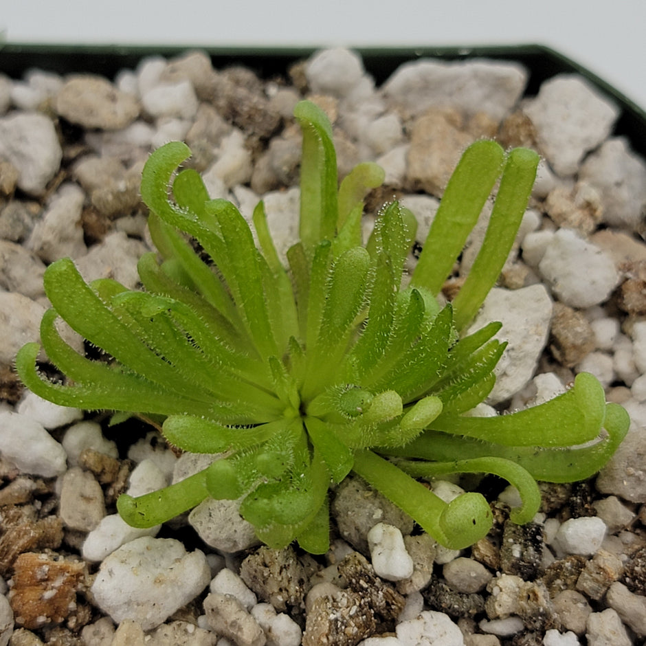 Pinguicula (Butterworts) – Plant Everything Carnivorous