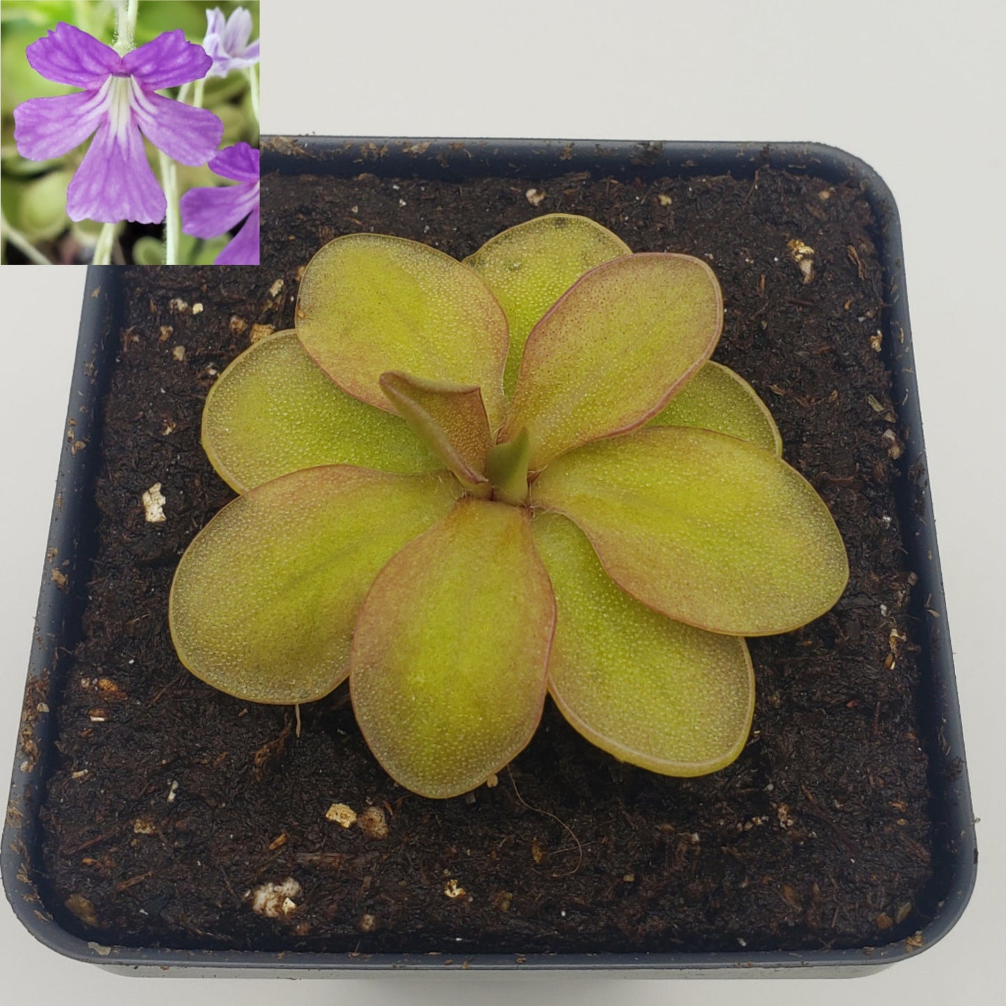 Pinguicula emarginata {red coloured and big rosette} x elizabethiae
