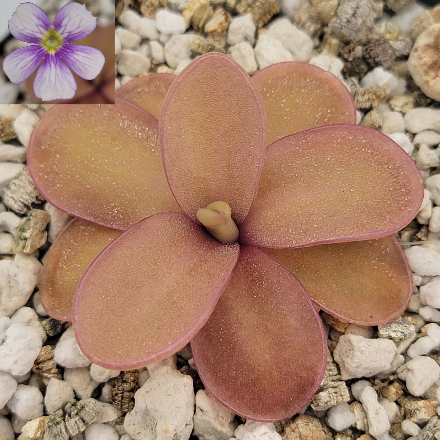 Pinguicula 'Riva'