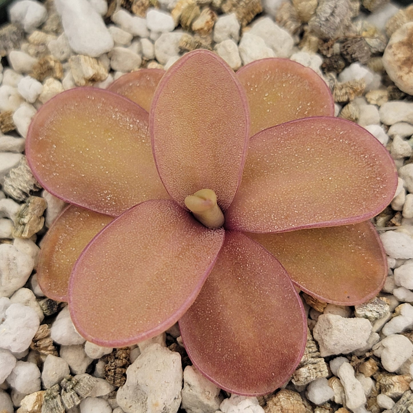 Pinguicula 'Riva'