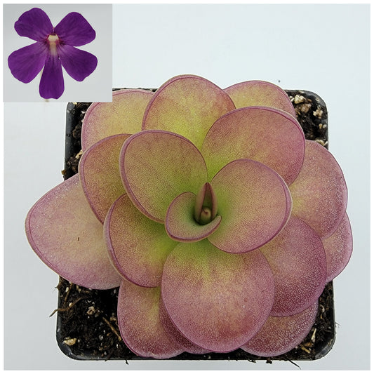 Pinguicula 'Weser' x agnata 'El Lobo'