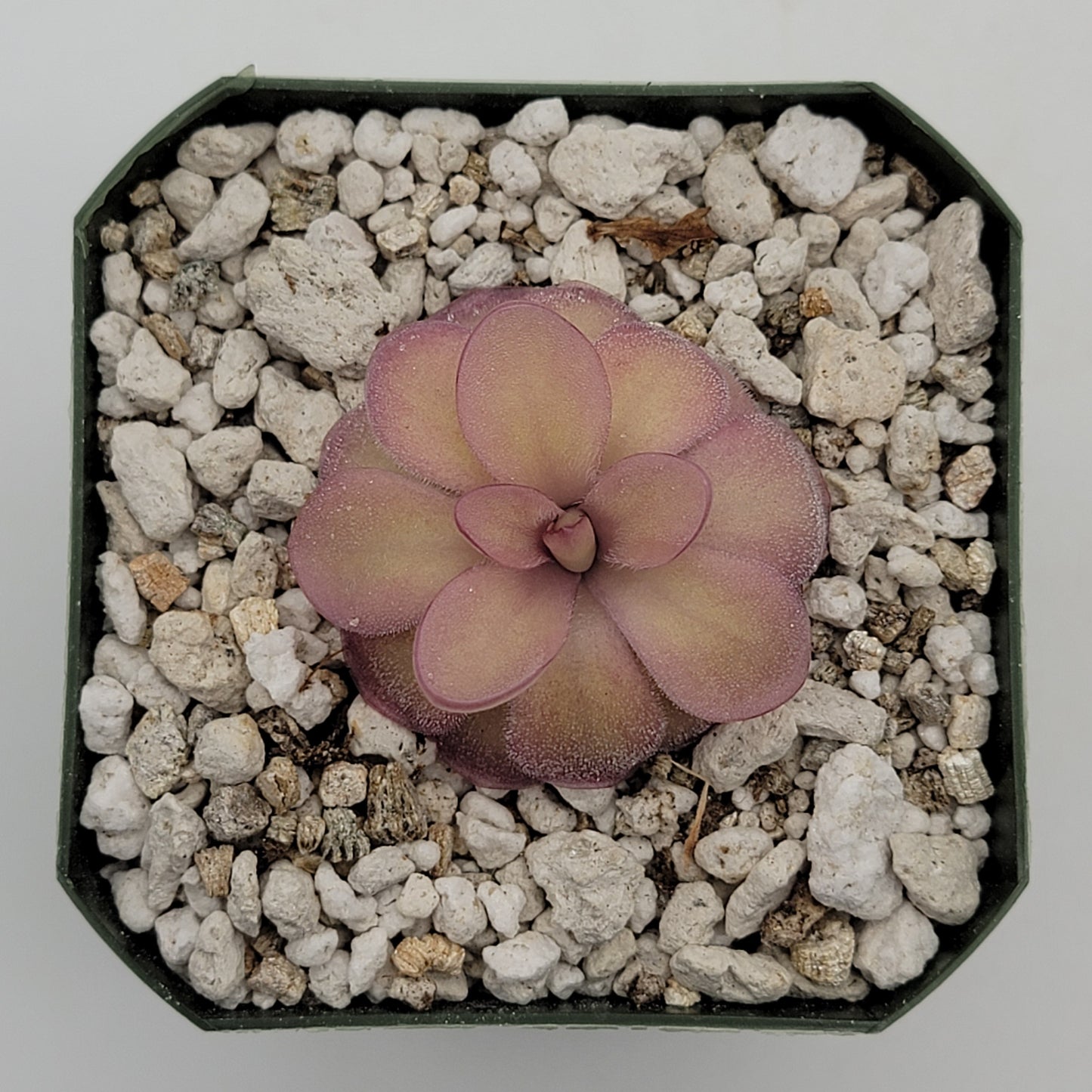 Pinguicula agnata 'El Lobo' x hemiepiphytica